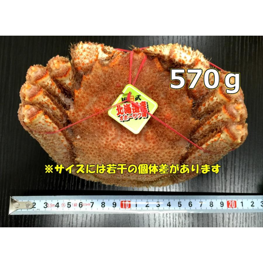 毛ガニ 北海道産 約570g×3尾入 ボイル済 ギフト 送料無料 姿 毛ガニ 北海道産 約570g×3尾入 ボイル済 ギフト 送料無料 姿