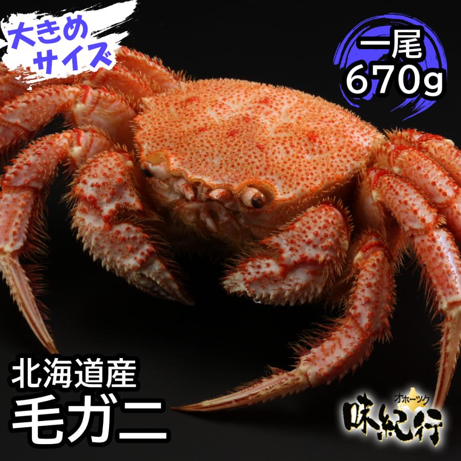 毛ガニ 北海道産 約670g 1尾入り ボイル済 送料無料 ギフト 毛がに カニ かに 蟹 特大｜okhotsk-ajikikoh