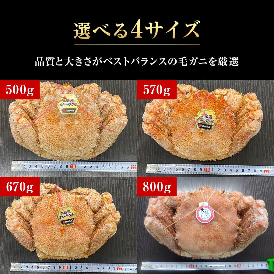 毛ガニ 北海道産 約670g 1尾入 ボイル済 送料無料 ギフト 毛がに
