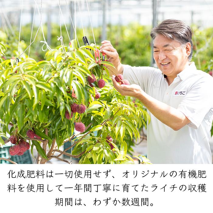 いちごポタジェ 宮崎県産 完熟 生ライチ《産地直送 7月下旬から順次