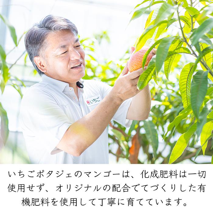 マンゴー いちごポタジェ ライチ 産地 いちごポタジェ 宮崎県産 完熟