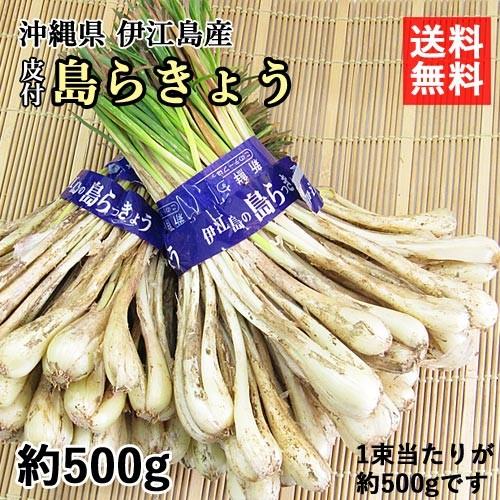 贅沢屋の 島らっきょう 生 皮付き 約500g 沖縄 伊江島産 島ラッキョウ