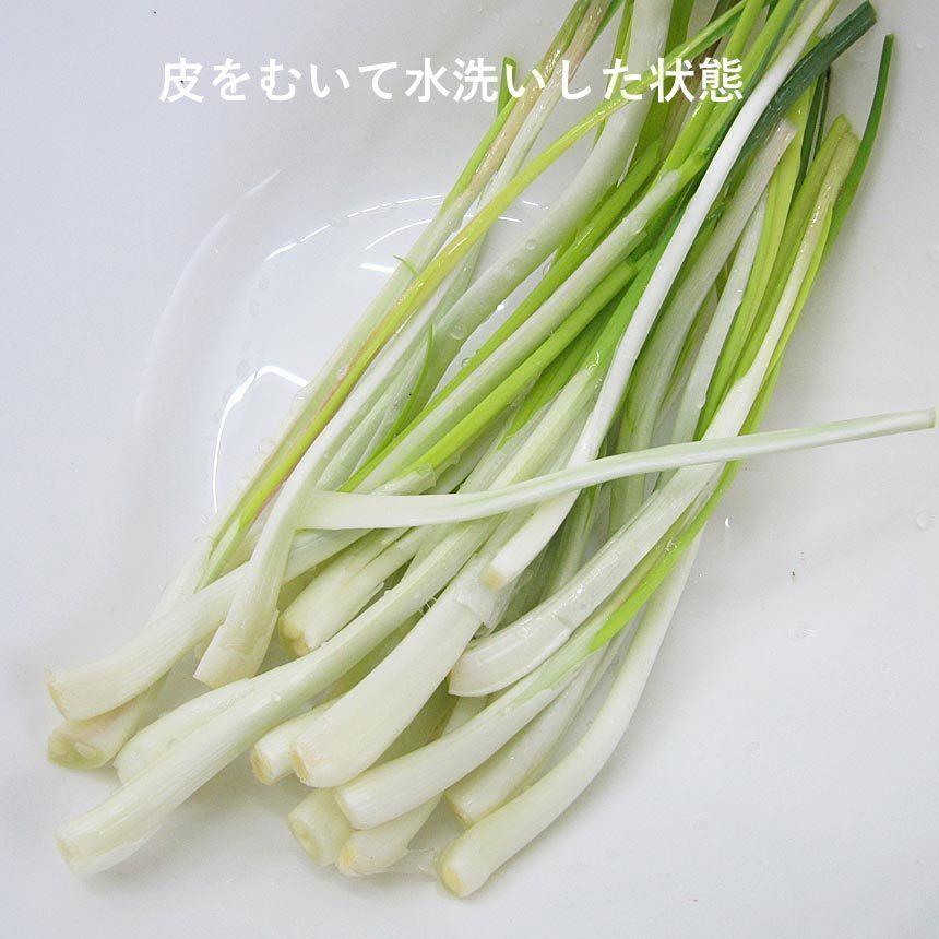 島らっきょう 生 約500g 10束 約5kg 葉付き 皮付き 沖縄 伊江島産 らっきょう Sima01s10 沖縄情報館 通販 Yahoo ショッピング