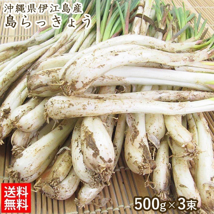 島らっきょう 生 約500g 3束 約1 5kg 葉付き 皮付き 沖縄