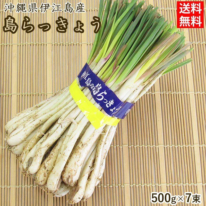 島らっきょう 生 約500g×7束(約3.5kg) 葉付き 皮付き 沖縄 伊江島産