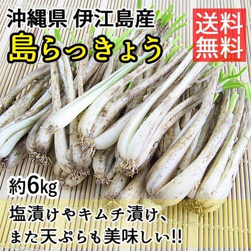 島らっきょう 皮付き 葉無し 生 約6kg 沖縄県 伊江島産 お取り寄せ 島ラッキョウ 食品