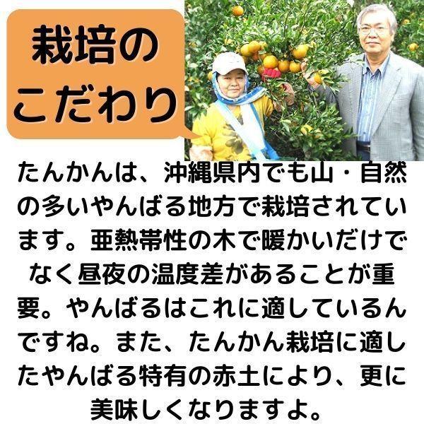 沖縄アロエ みかんジュース たんかんジュース 沖縄県産タンカン果汁
