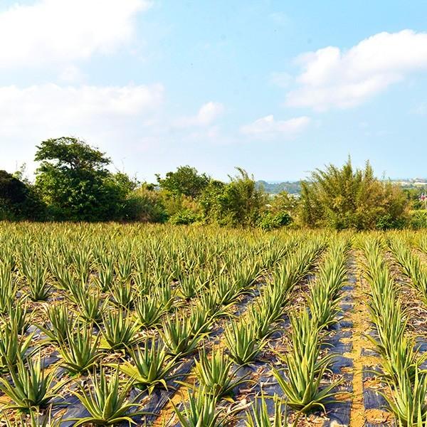 沖縄アロエ アロエベラジュース 国産 2L 6本 送料無料 沖縄県産 業務用