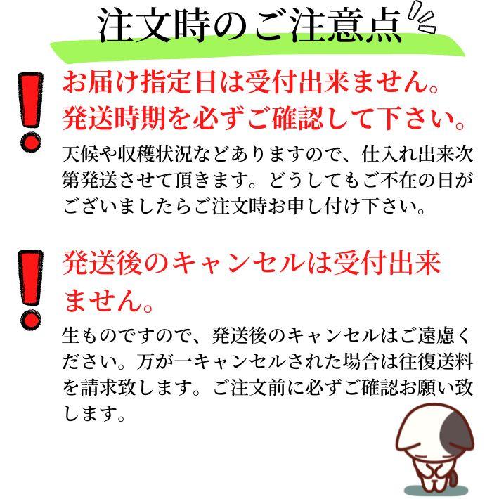沖縄県産 アテモヤ 2kg 5〜10玉入り 送料無料 白箱 沖縄 