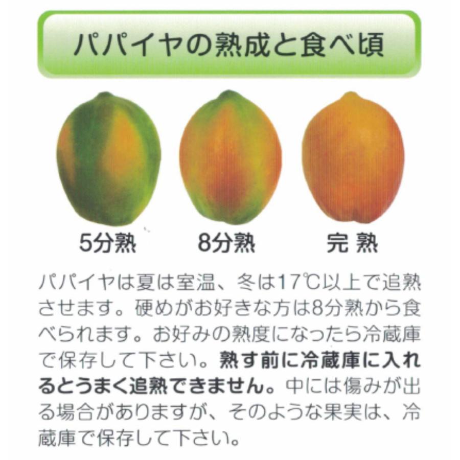 フルーツパパイヤ 石垣サンゴ 4kg （6〜10玉入り） 白箱 送料無料