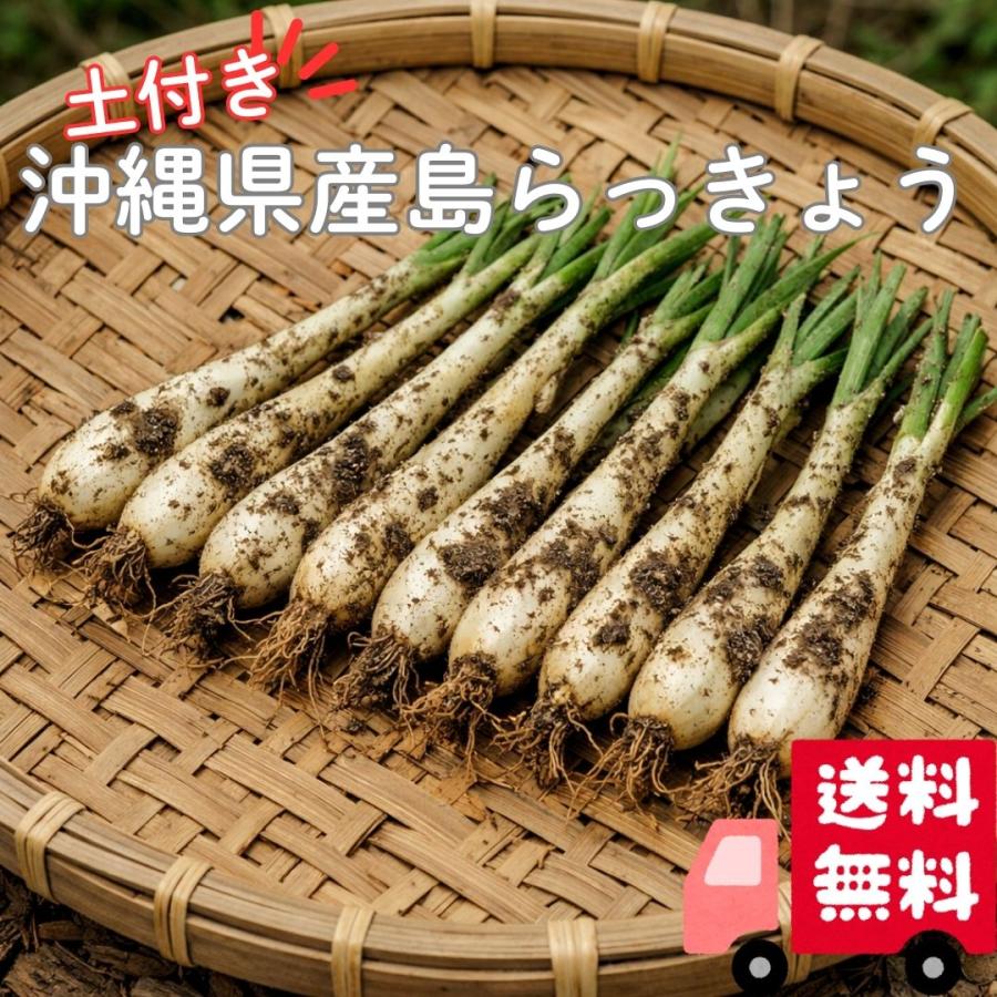 送料無料 沖縄県産 島らっきょう 土付き 200g 500g 1kg 沖縄