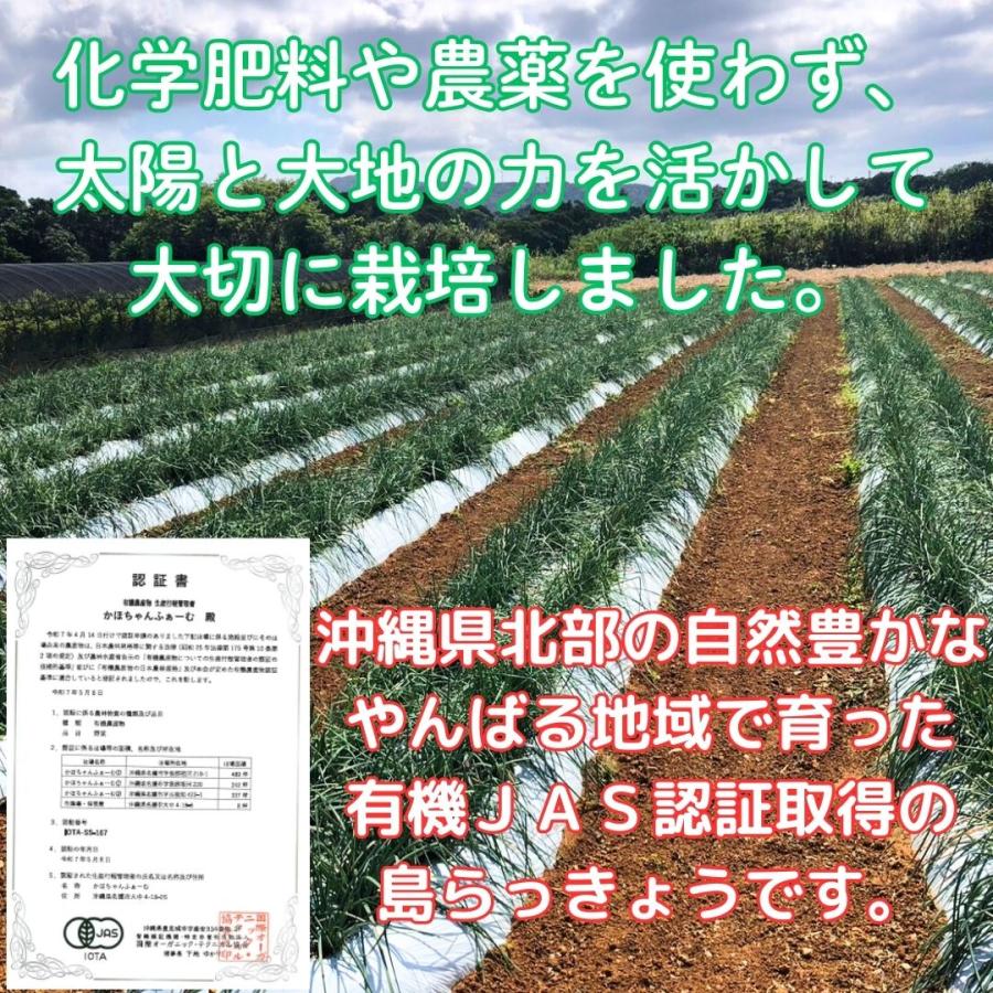 送料無料 沖縄県産 島らっきょう 土付き 200g 500g 1kg 沖縄