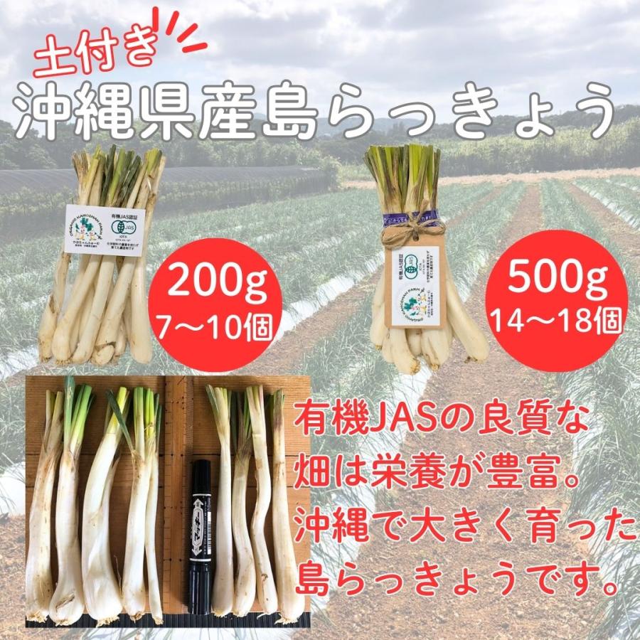 送料無料 沖縄県産 島らっきょう 土付き 200g 500g 1kg 沖縄