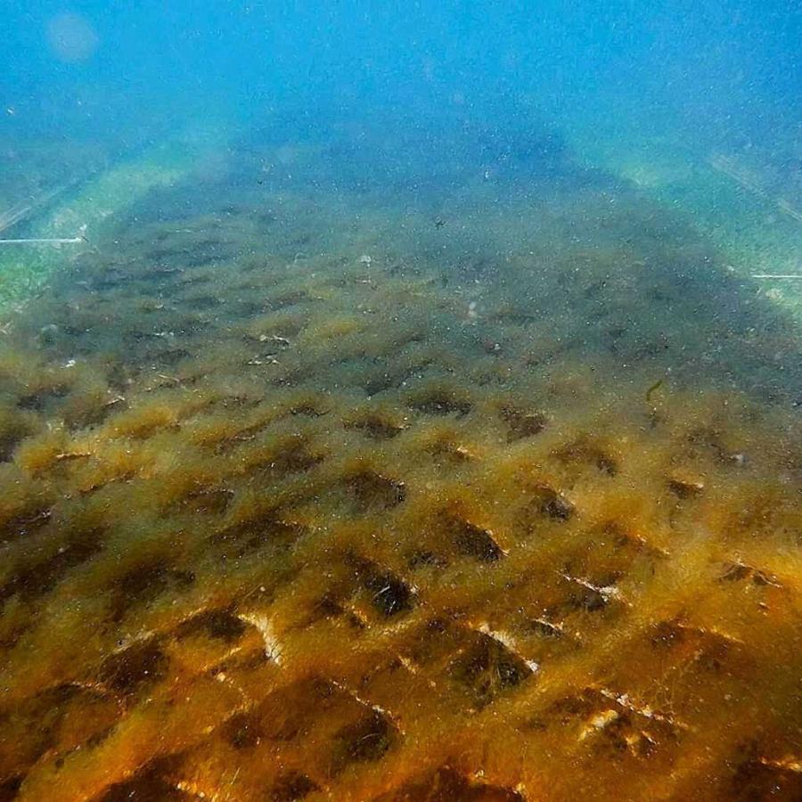 もずく 漁師直送 久米もずく500g 10袋 セット うるま市 宮城島 |  | 04