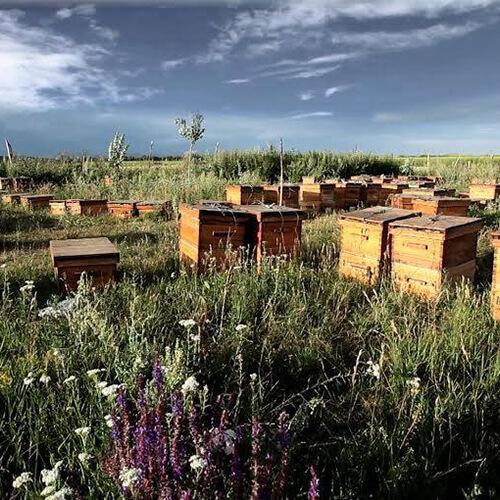 はちみつ ハチミツ ハニー 森羅万象 天山蜂蜜 600g 3個セット 送料無料