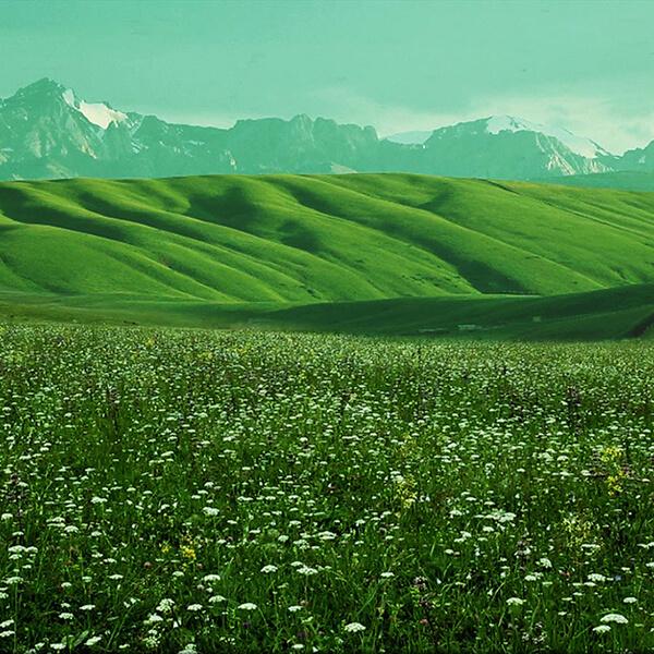 はちみつ ハチミツ ハニー 森羅万象 天山蜂蜜 600g 3個セット 送料無料