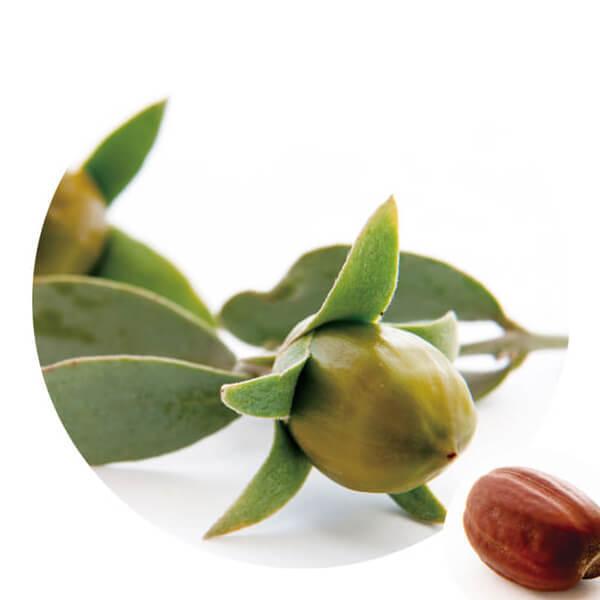 1/1(木)限定！ポイント+10%】生活の木 ホホバオイル・バージン