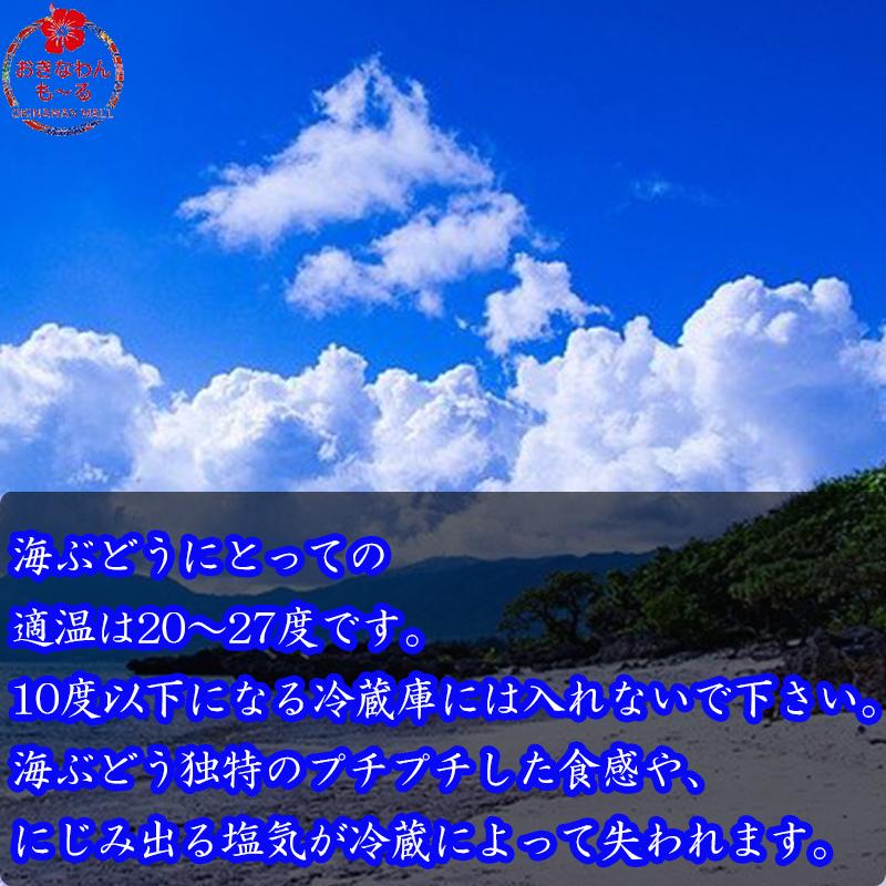 海ぶどう 海ブドウ 20g 沖縄県産 海水 有限会社大幸商事 沖縄県民フード プチプチ食感 お手ごろサイズ 食材 加工食品 お土産｜okinawanmall｜02