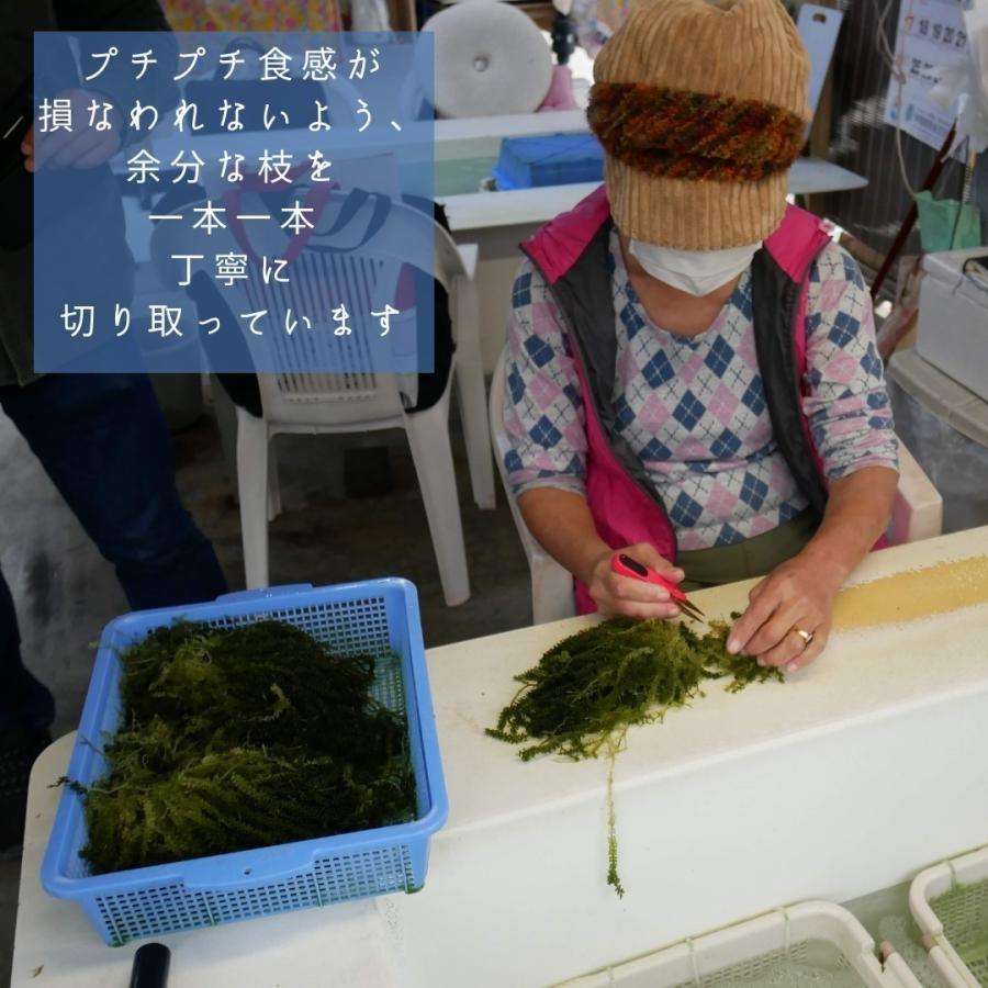 新品 送料無料 浦宜海ぶどう 1kg