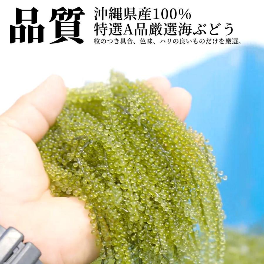 海ぶどう 100％沖縄県産 特選A品 シークヮーサー タレ付き 240g(120g×2パック) 沖ピ 送料無料 お取り寄せ グルメギフト 父の日｜okipi｜03