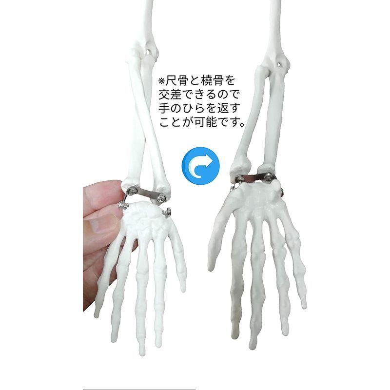 OWLIAN 人体骨格模型 骨格標本 全身 直立型 関節可動 骸骨 教材 85cm 1/2モデル (1/2縮小モデル) :20220210004528-00166:沖海ストア - 通販 - Yahoo!ショッピング OWLIAN 人体骨格模型 骨格標本 全身 直立型 関節可動 骸骨 教材 85cm 1/2モデル (1/2縮小モデル) :20220210004528-00166:沖海ストア - 通販 - Yahoo!ショッピング