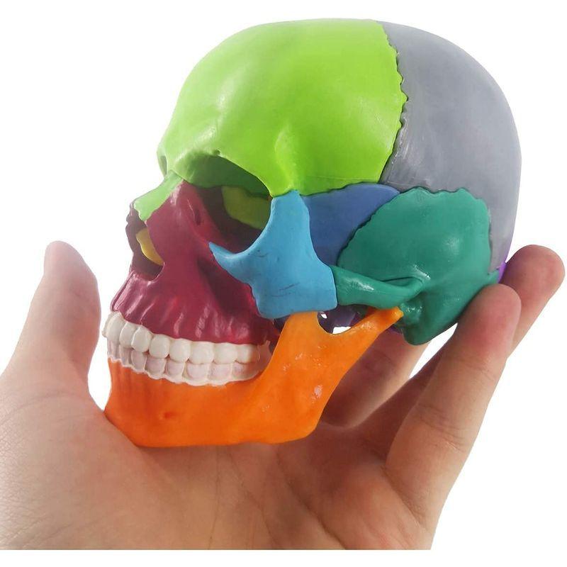 YoBe ミニ人類の頭骨モデル、15の部品のひらサイズの解剖学的頭蓋骨モデル、1/2の大きい解剖の頭骨の模型爆発頭蓋骨、医学教育｜okiumisutoa｜05