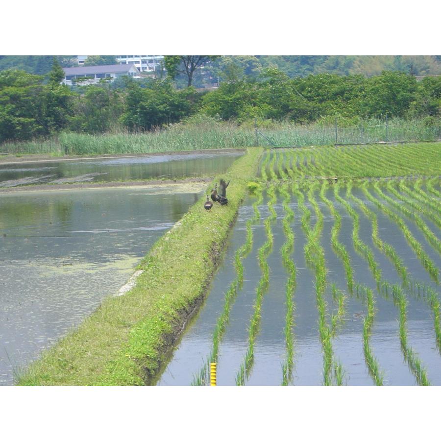 【令和５年産】ひろしまの米　い〜ね！自然乾燥米ヒノヒカリ5ｋｇ送料無料【売れ筋】｜okm-seomaisho｜05