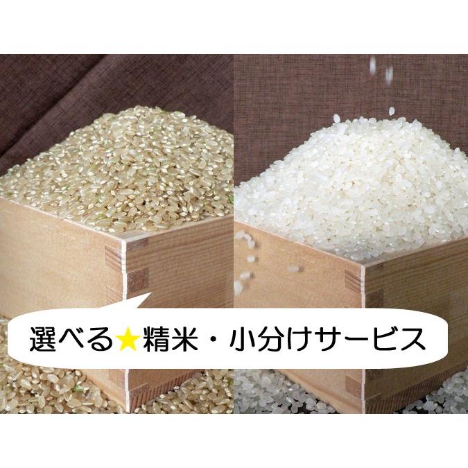 コシヒカリ 米 30kg 玄米 石川県白山産 吉左エ門 令和7年産 : お米の