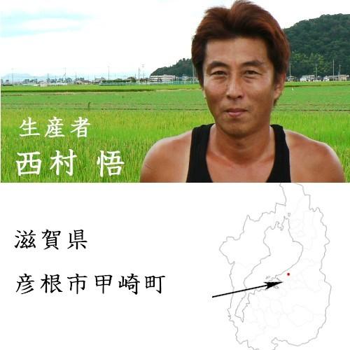 新米 10kg 白米 滋賀県彦根産 ミルキークイーン 西村悟 令和5年産 環境こだわり農産物｜okomeno1009｜03