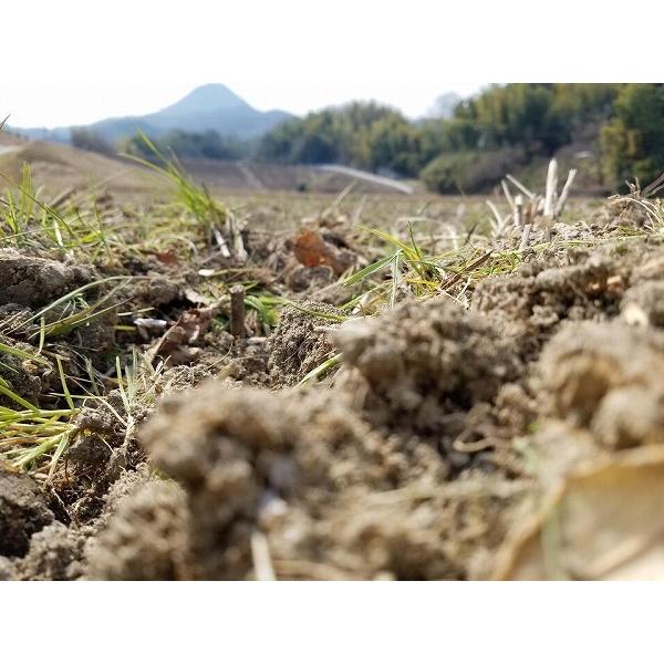 石川県産はくい自然栽培米　玄米5ｋｇ｜okomenokimochi｜06
