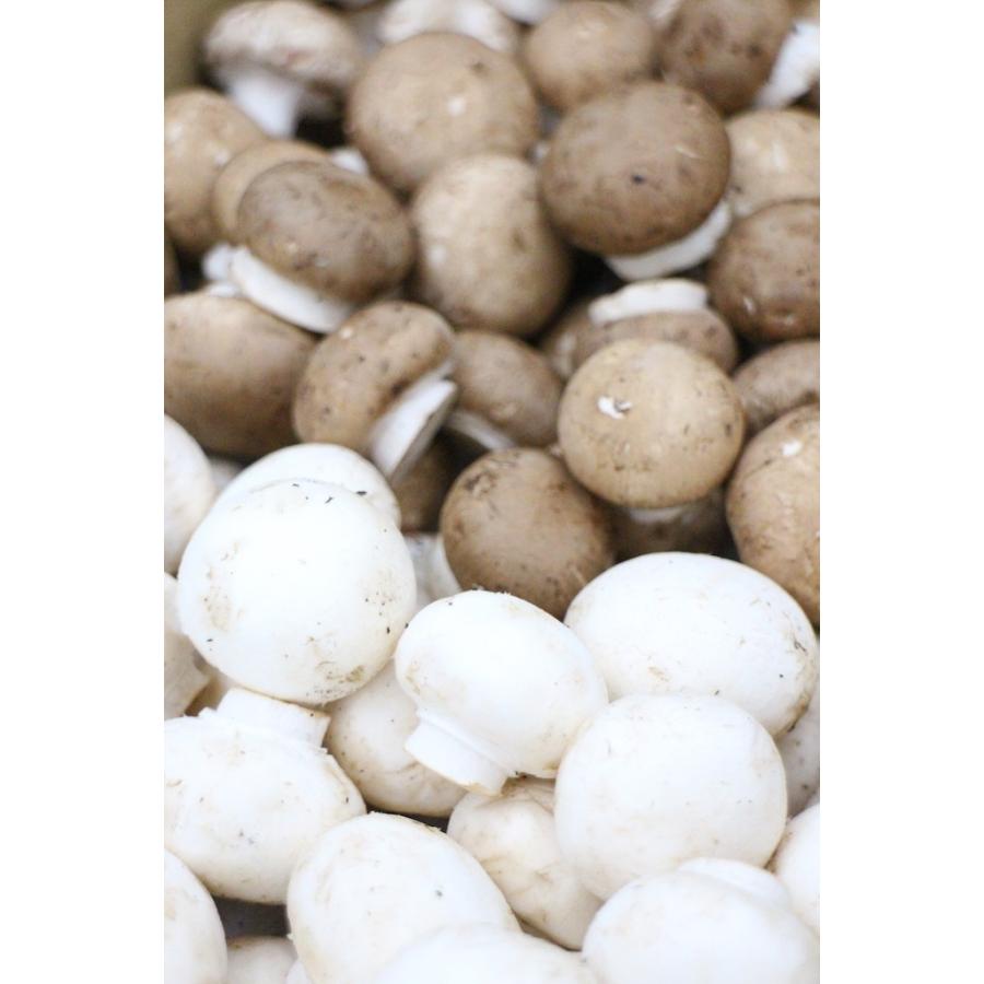 舟形マッシュルーム 新鮮生マッシュルーム ミックス（選別品） 1kg