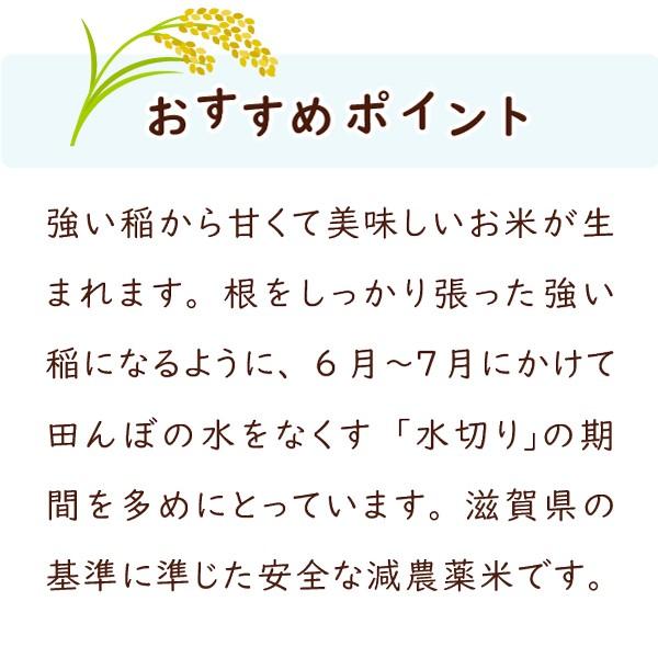 頑固オヤジのコシヒカリ　30kg　(滋賀湖北・減農薬) コシヒカリ 令和4年 滋賀県湖北産 橋本さんのコシヒカリ 30kg 【食味