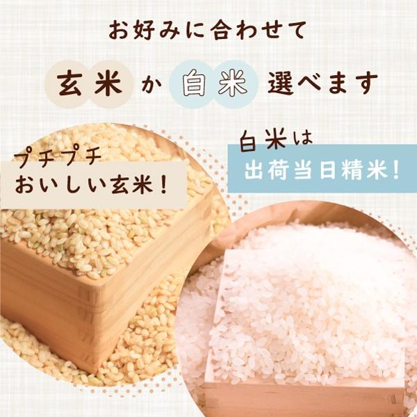 令和６年 滋賀県湖北産 湖北のコシヒカリ 10kg 　減農薬米　食味最高ランク特A 　３年連続受賞歴　選べる白米玄米｜okomeyasan1｜06