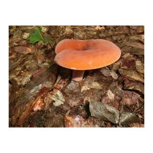 国産天然きのこ(キノコ) ちたけ 特選300g ギフト対応 : 天然 国産天然きのこ(キノコ) ちたけ 特選300g ギフト対応 : 天然