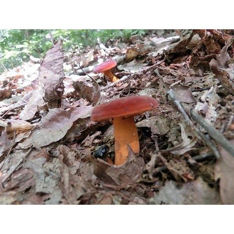 国産天然きのこ(キノコ） ちたけ 特選100g ギフト対応 : 天然きのこ