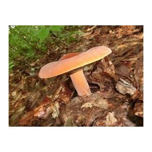 国産天然きのこ(キノコ） ちたけ 特選100g ギフト対応 : 天然きのこ