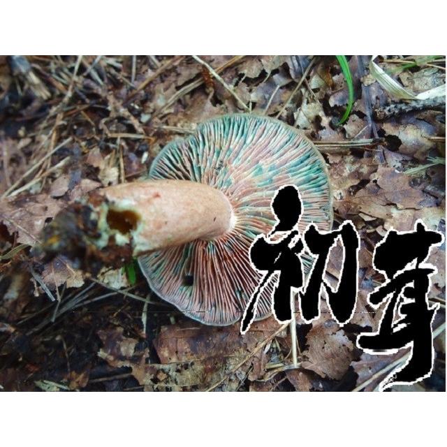 天然 きのこ（天然キノコ 国産）初茸（はつたけ ハツタケ りょくしょう
