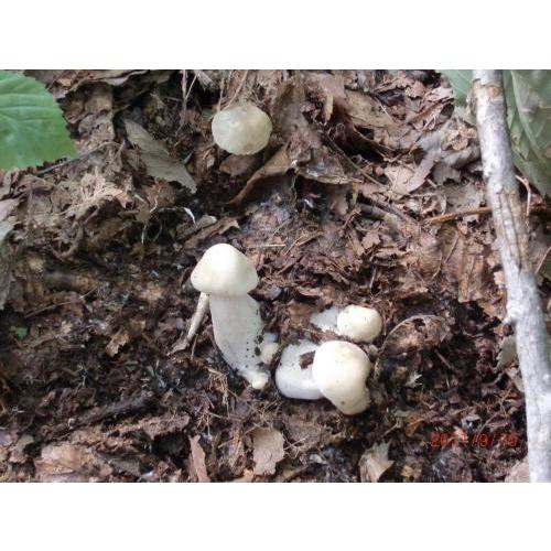 天然きのこ(天然キノコ） うらべにほていしめじ（一本しめじ）300g 北