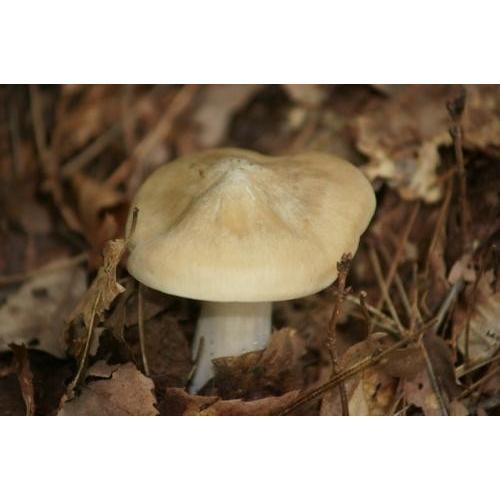 天然きのこ(天然キノコ） うらべにほていしめじ（一本しめじ）150g