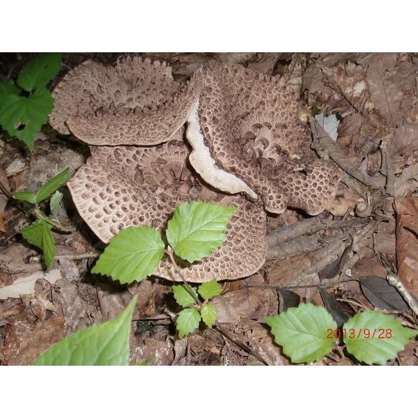 国産天然きのこ キノコ 乾燥 香茸 獅子茸 いのはな 50g ギフト対応 kkk 天然きのこ 山菜の奥会津旬彩館 通販 Yahoo ショッピング