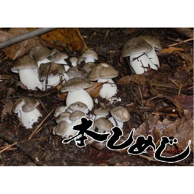 天然きのこ 天然キノコ 国産 本しめじ ほんしめじ 大黒しめじ 100g 送料無料 松茸 まいたけ だけがキノコじゃない ギフト対応 ab100g 天然きのこ 山菜の奥会津旬彩館 通販 Yahoo ショッピング