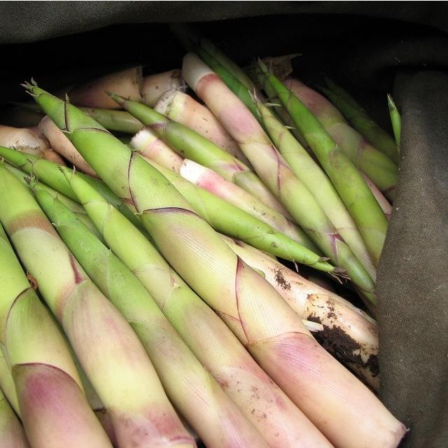 天然 山菜 根曲がり竹 300g 甘いタケノコ 春の味覚 山の幸 朝採り 産地