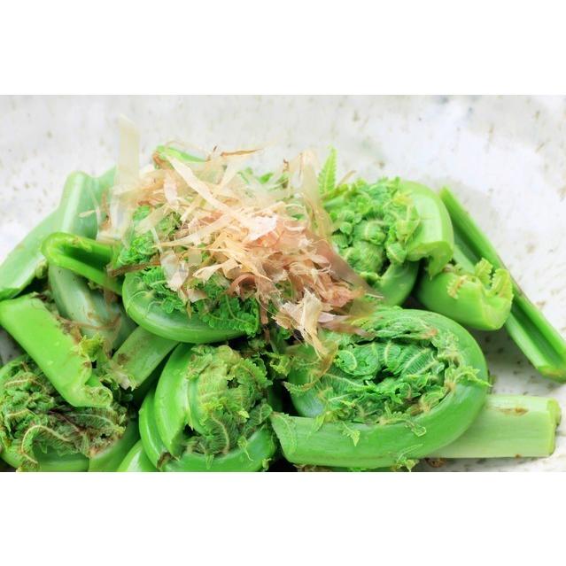 天然 山菜 コゴミ 500g 春の味覚 採り立て 産地直送 2026年産 (会津産