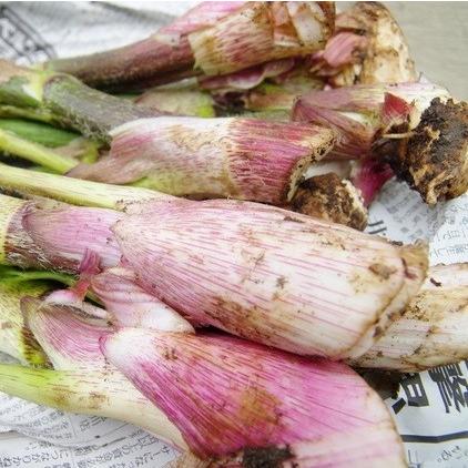 天然 山菜 山ウド 1kg  春の味覚  山の幸 採りたて 産地直送（会津産 新潟産）｜okuaizushunsaikan-y