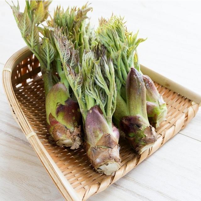天然 山菜 タラの芽 200g 春の味覚 山の幸 採りたてを 産地直送 2026