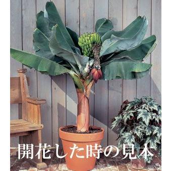 バナナ 背丈60cmで実がなるスーパーミニバナナ小苗！株分けした苗木