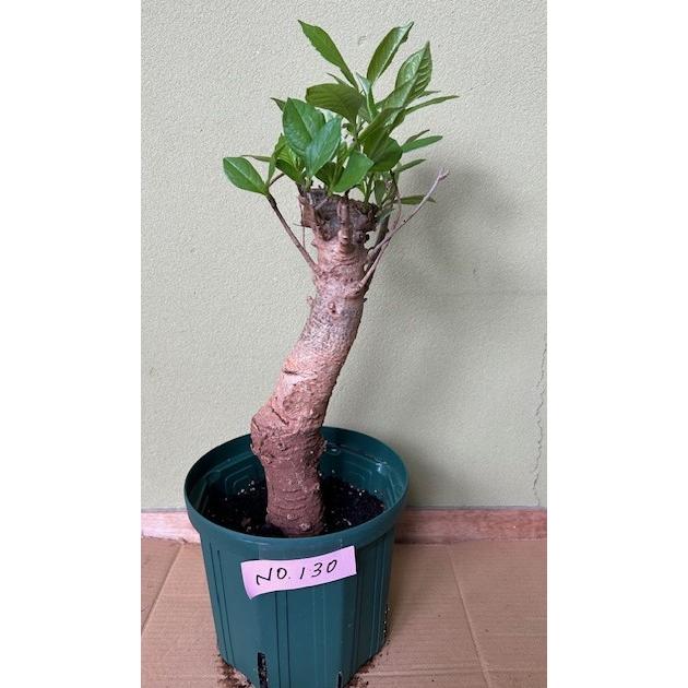 星の王子様に出てくる10年ものバオバブの木no31 盆栽に最適 Muygvr9i3i 栽培者直販の熱帯植物専門販売店 通販 Yahoo ショッピング