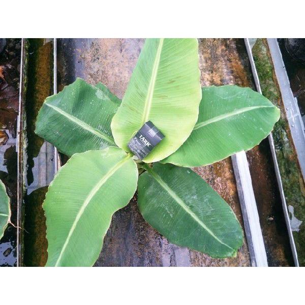 背丈60cmで実がなるスーパーミニバナナ特大苗No2！株分けした苗木