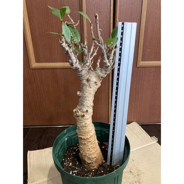 星の王子様に出てくる10年ものバオバブの木no16 盆栽に最適 N3wpku6pih 栽培者直販の熱帯植物専門販売店 通販 Yahoo ショッピング