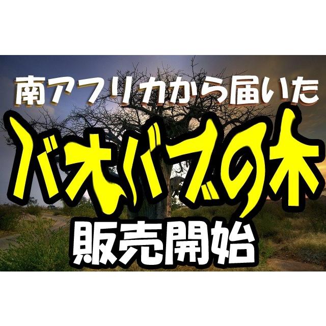 最終値下げ　バオバブ　10年管理　引き取り限定　福岡　久留米 星の王子様に出てくる10年ものバオバブの木No160！盆栽に最適